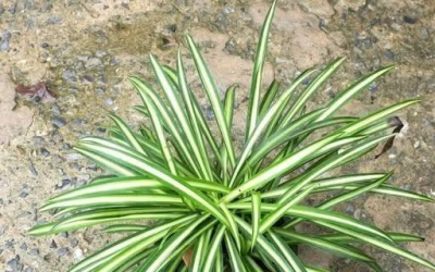 Waarom je een spinplant in huis zou moeten hebben 👇