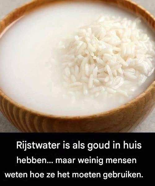 Rijstwater is als goud in huis hebben… maar weinig mensen weten hoe ze het moeten gebruiken 👇