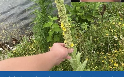 Als je deze plant ziet, sta je op het punt goud te vinden. De meeste mensen hebben geen idee wat het is.