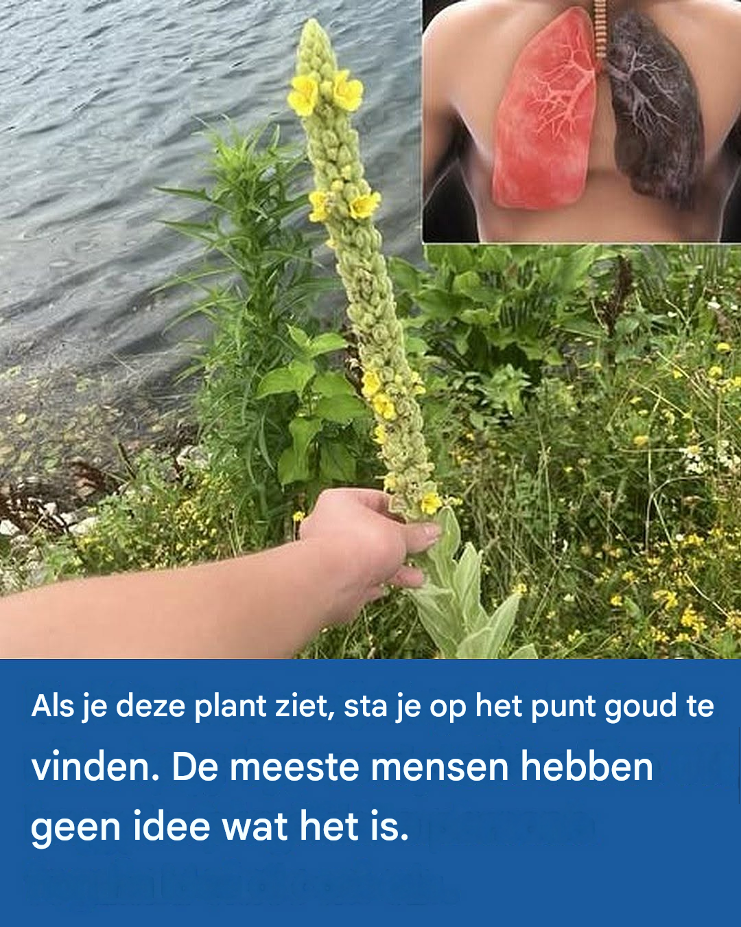 Als je deze plant ziet, sta je op het punt goud te vinden. De meeste mensen hebben geen idee wat het is.