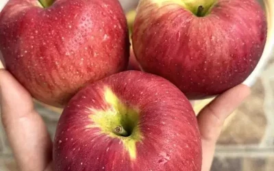 Artsen onthullen dat het eten van een appel elke avond de volgende gevolgen heeft…