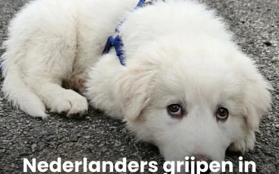 Nederlanders grijpen in nadat hondje op weg wordt mishandeld