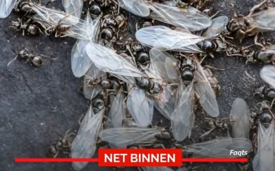 Vliegende mierenplaag op komst en dit jaar mogelijk erger dan ooit. Dit is wanneer