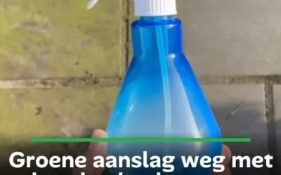 Groene Aanslag Verwijderen: Maak Je Terras Weer Fris en Stralend
