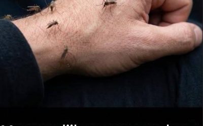Ben jij een muggenmagneet? Dit zijn de echte redenen waarom ze je aantrekken (en hoe je dat kunt voorkomen).