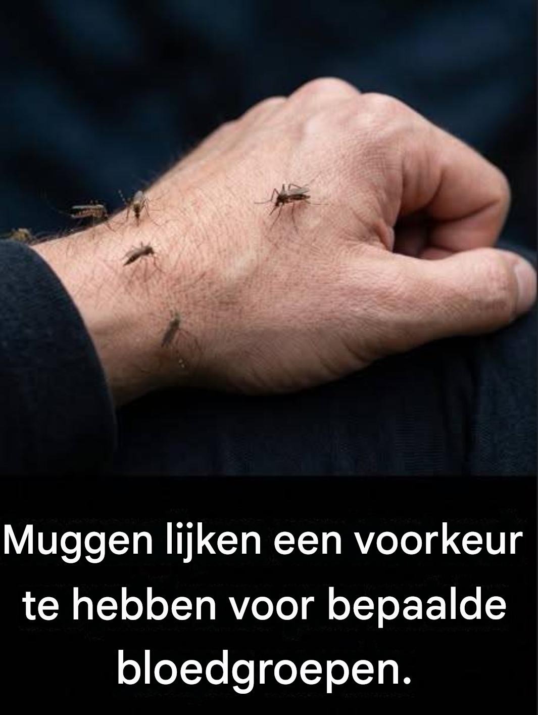 Ben jij een muggenmagneet? Dit zijn de echte redenen waarom ze je aantrekken (en hoe je dat kunt voorkomen).