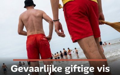 Gevaarlijke giftige vis steeds vaker gespot aan Belgische kust: dit moet je weten