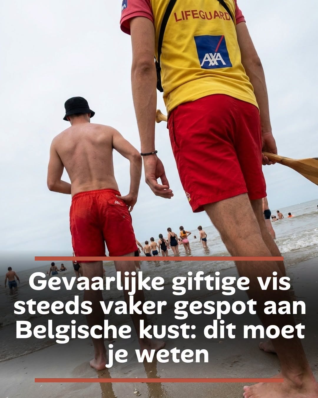 Gevaarlijke giftige vis steeds vaker gespot aan Belgische kust: dit moet je weten