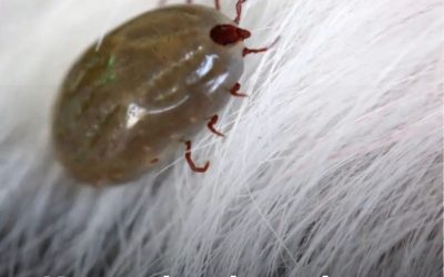 Kunnen honden en katten ook Lyme krijgen van teken? Dit zijn de gevaren