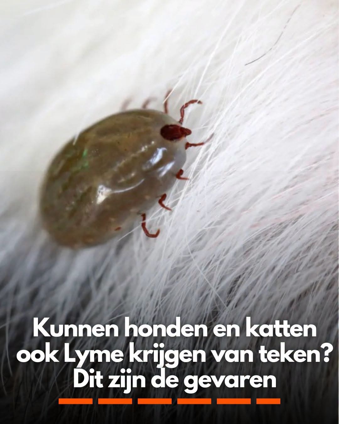 Kunnen honden en katten ook Lyme krijgen van teken? Dit zijn de gevaren