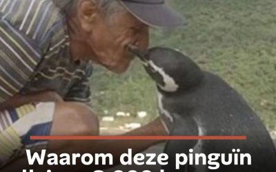 Waarom deze pinguïn elk jaar 8.000 km zwemt om zijn redder terug te zien