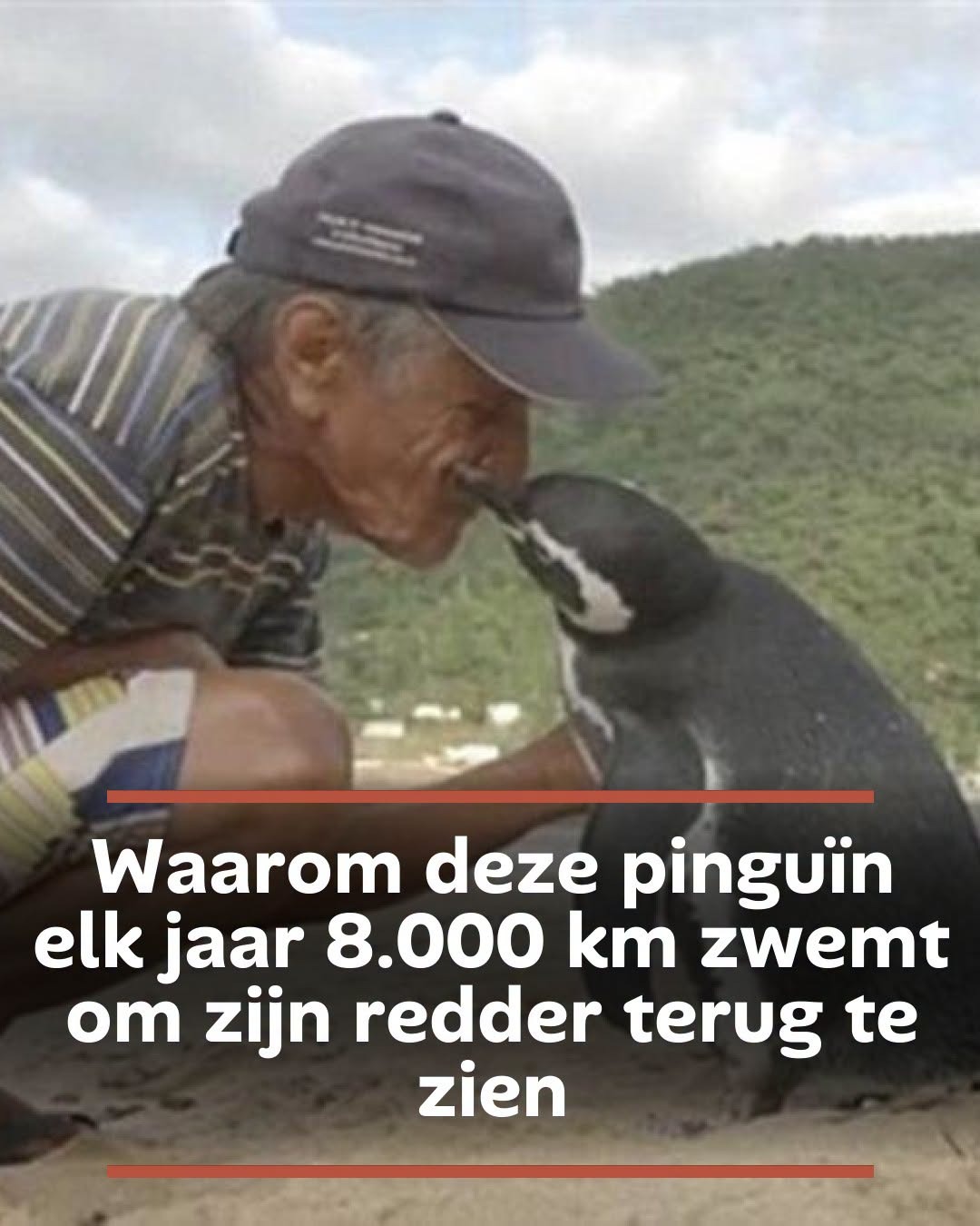 Waarom deze pinguïn elk jaar 8.000 km zwemt om zijn redder terug te zien