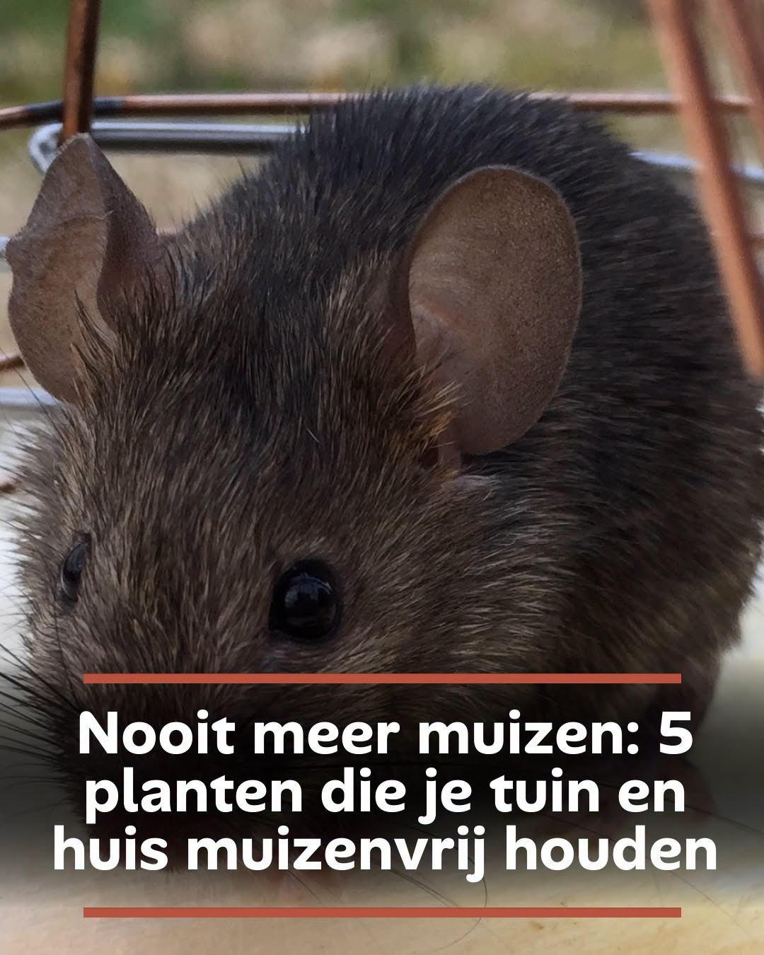 Nooit meer muizen: 5 planten die je tuin en huis muizenvrij houden