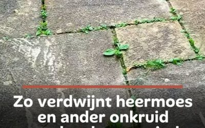 Zo verdwijnt heermoes en ander onkruid razendsnel voor minder dan €1: deze simpele tuintruc werkt echt