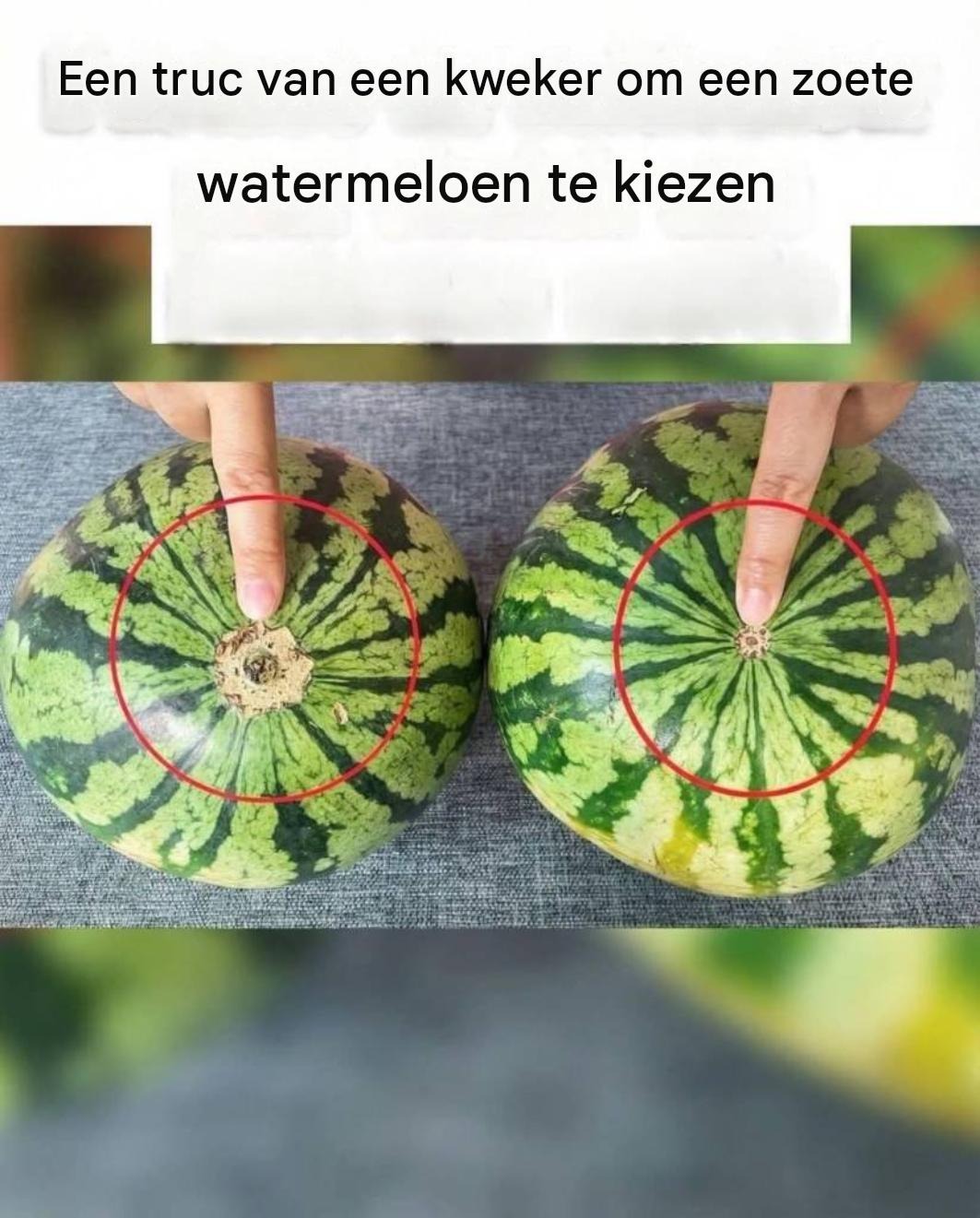 Nooit meer saaie watermeloenen! Hier is een handige visuele gids om de zoetste watermeloenen op de markt te vinden.