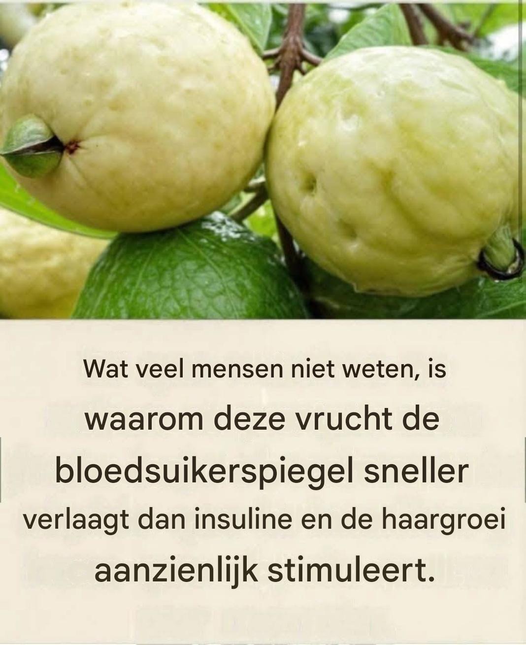 Scopri en profiteren van de mist van guave