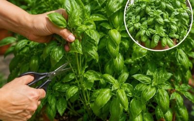 7 tips om een ​​enorme basilicumplant te kweken voor continue oogsten