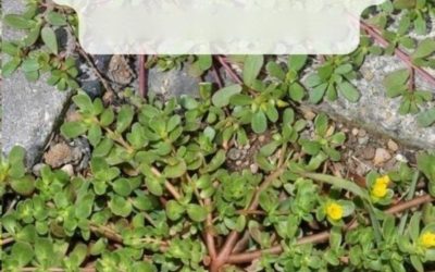 8 redenen om postelein te laten groeien — het ‘onkruid’ dat eigenlijk een superfood is!