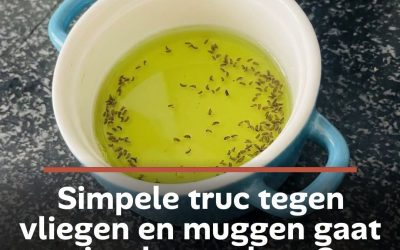 Simpele truc tegen vliegen en muggen gaat viraal: met deze 3 ingrediënten maak je zelf een insectenval