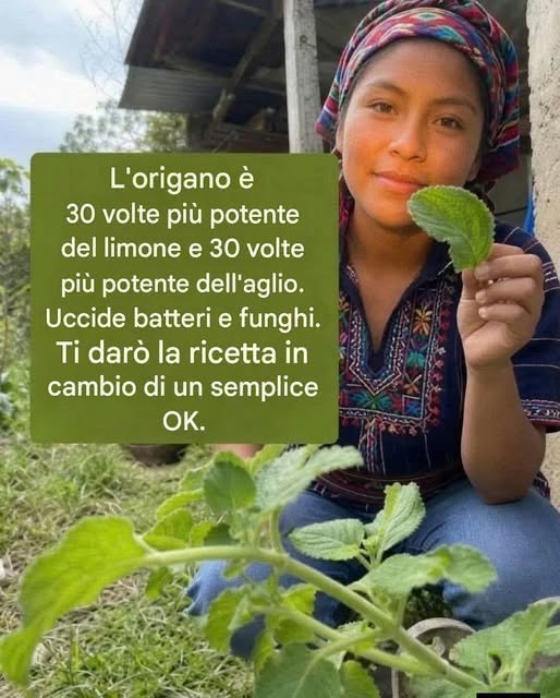 Oregano is 30 keer krachtiger dan citroen en 30 keer krachtiger dan aglio. Slechte batterij en schimmels. Je ziet de rijst in dezelfde positie als bij “OK”.