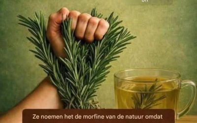 Het is de helende kracht van de rozemarijn: de “natuurlijke morfine” die het best geconsumeerd kan worden.
