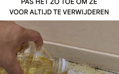 Hoe maak je het krachtigste natuurlijke insectenwerend middel voor thuis tegen mieren, spinnen en muggen?
