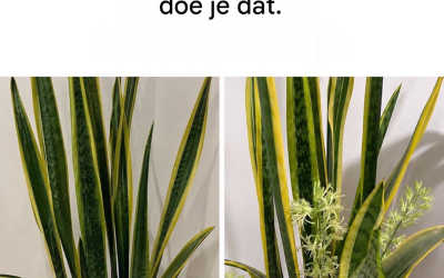 Alle tips en trucs die je nodig hebt om je sansevieria te verzorgen en hem het hele jaar door te laten bloeien.