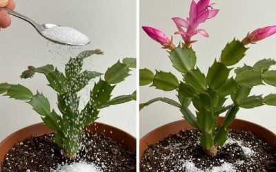 Ontwaken in de herfst: geef je kamerplanten nieuw leven met een klein geheim.