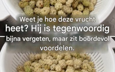 Voordelen van witte moerbei: mogelijke effecten op de bloedsuikerspiegel, stofwisseling en gezondheid