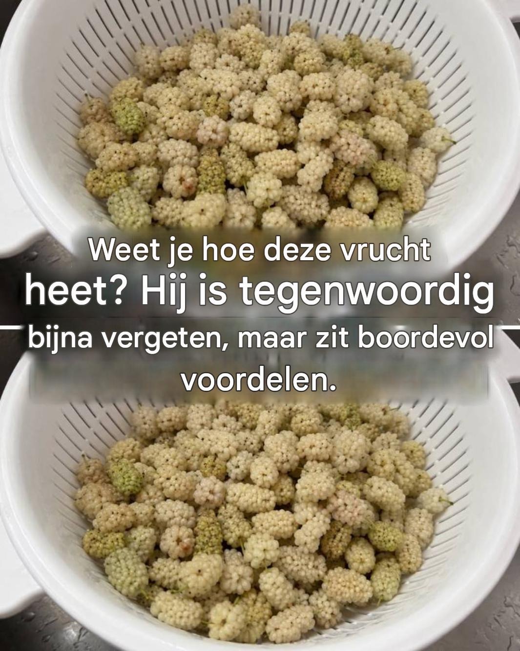 Voordelen van witte moerbei: mogelijke effecten op de bloedsuikerspiegel, stofwisseling en gezondheid
