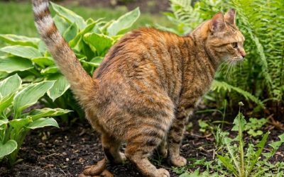 Buurtkat poept in je tuin: dit zijn je legale opties